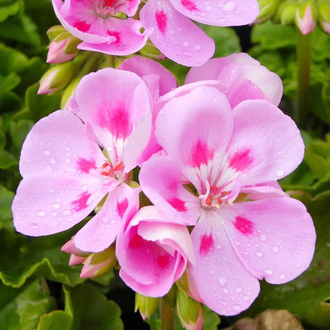 Flower Seeds, Seeds,Seeds For Planting,Plant Seeds