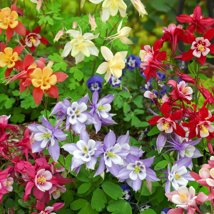 Mixed Colour Aquilegia Flower Seeds for Planting – Heirloom, Non-GMO, Bright Blooms, High Germination