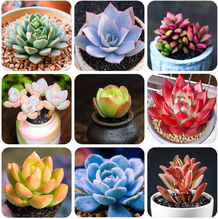 Flower Seeds, Seeds,Seeds For Planting,Plant Seeds