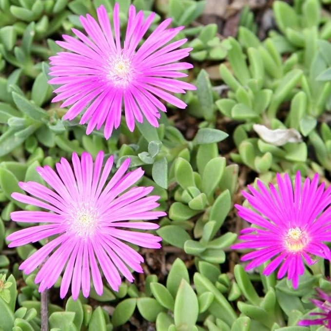 Lavender Delosperma Flower Seeds for Planting – Heirloom, Non-GMO, High Germination Organic Garden Seeds