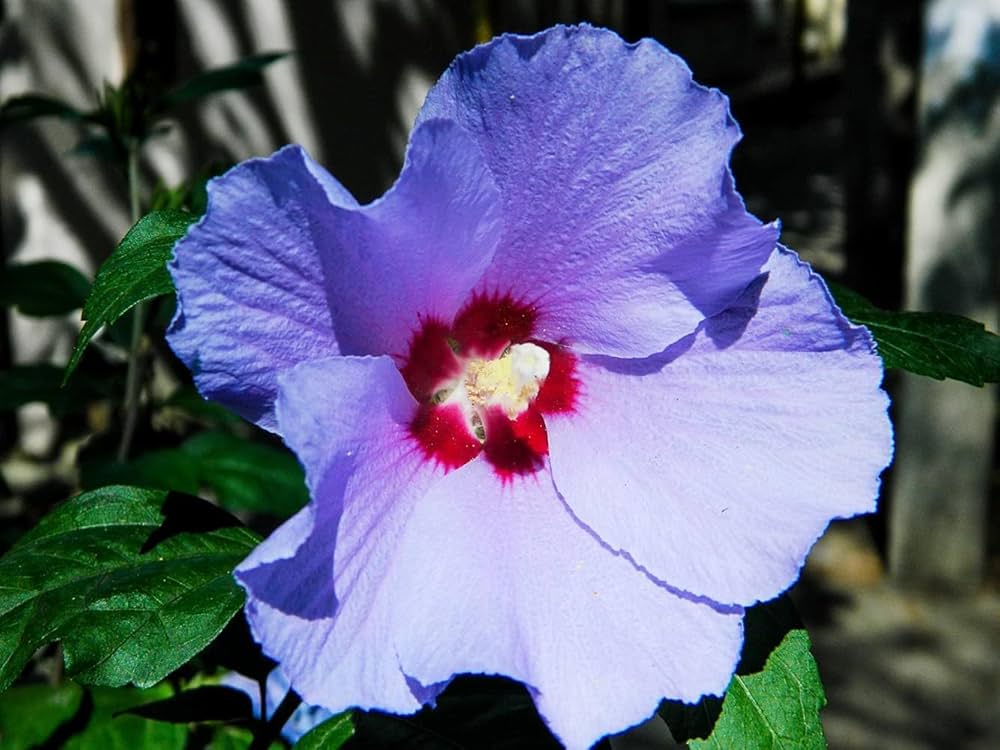 Purple Hibiscus Flower Seeds 100 pcs – Heirloom, Non-GMO, Organic Garden Seeds for Planting with High Germination