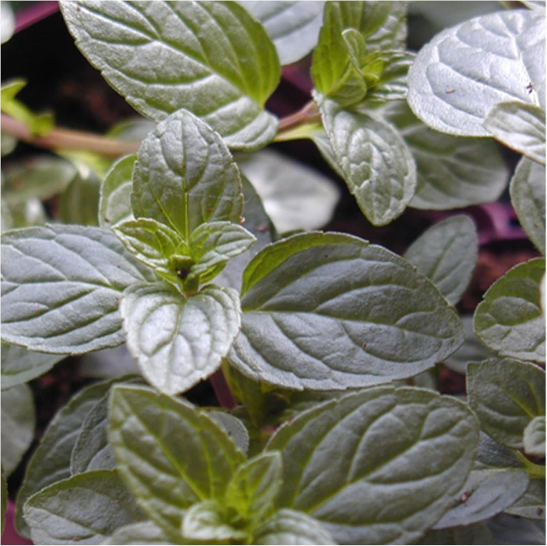 Chocolate Mint Herb Seeds for Planting – Heirloom, Non-GMO Seeds for Year-Round Aromatic Gardens