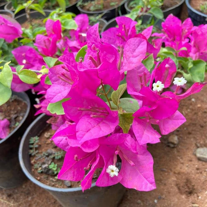 Pink Bougainvillea Flower Seeds for Planting – Heirloom Non-GMO, High Germination Organic Garden Seeds