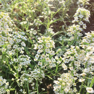 Flower Seeds, Seeds,Seeds For Planting,Plant Seeds