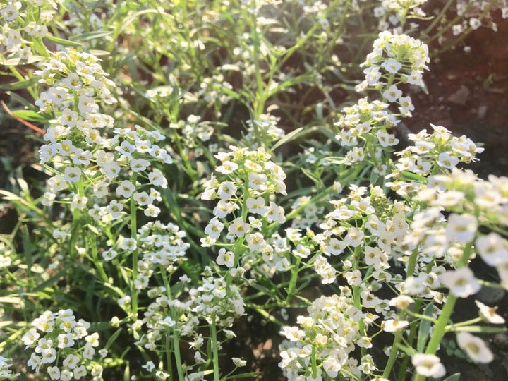 Flower Seeds, Seeds,Seeds For Planting,Plant Seeds