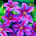 Pink Violet Clematis Flower Seeds for Planting – Heirloom, Non-GMO, High Germination Organic Garden Seeds