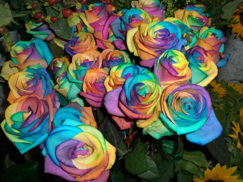 Holland Rose Flower Seeds for Planting Mixed Colors – Low Maintenance, Heirloom, Non-GMO, High Germination Organic Garden Seeds