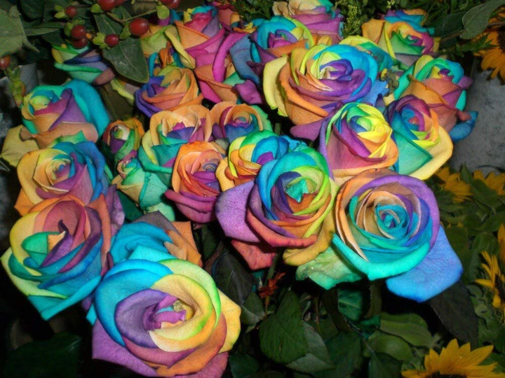 Holland Rose Flower Seeds for Planting Mixed Colors – Low Maintenance, Heirloom, Non-GMO, High Germination Organic Garden Seeds