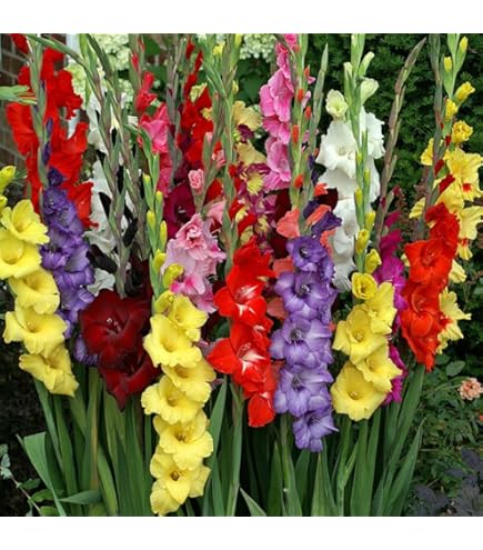 Peach Gladiolus Flower Seeds – Heirloom, Non-GMO, High Germination Organic Garden Seeds for Planting