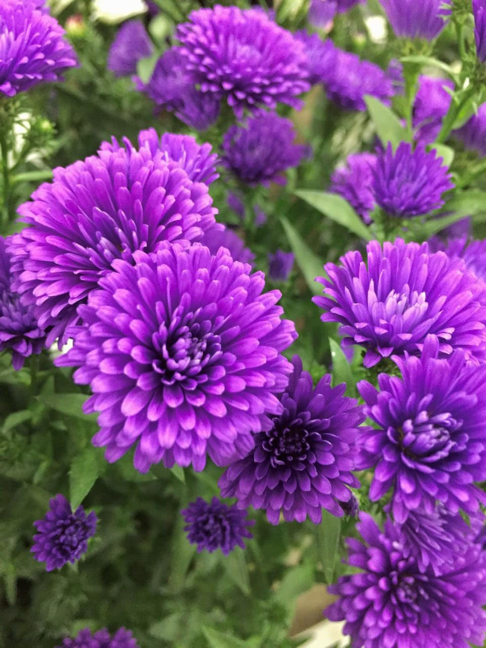 Deep Purple Chrysanthemum Flower Seeds for Planting – Heirloom Non-GMO, High Germination Organic Garden Seeds