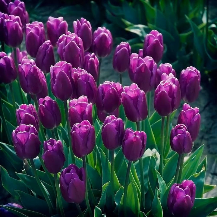 Purple Tulip Flower Seeds for Garden – Heirloom, Non-GMO, High Germination, Garden Favorite Seeds for Planting