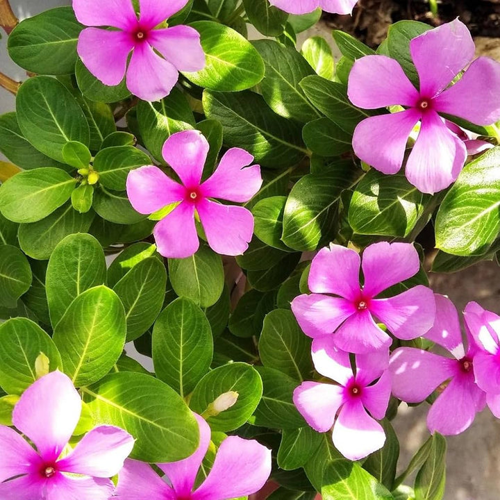Pink Vinca Flower Seeds for Planting – Garden Favorite, Heirloom, Non-GMO, High Germination Organic Garden Seeds