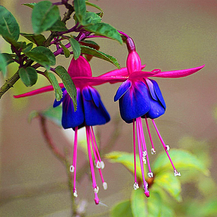 Double Petals Fuchsia Seeds for Planting Blue Pink – Heirloom, Non-GMO, High Germination Organic Garden Seeds