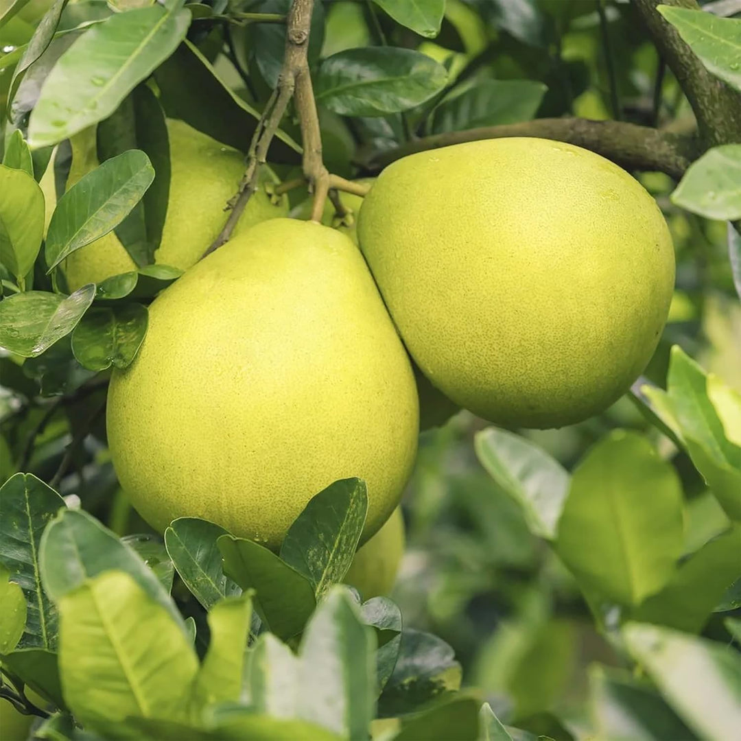 Green Pomelo seeds for planting - Heirloom & Non-GMO large citrus fruit garden seeds