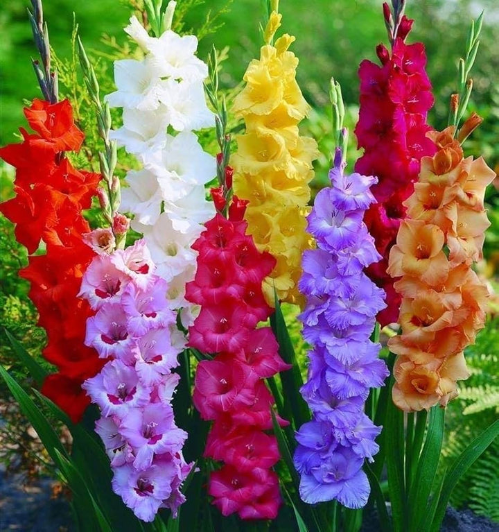Gladiolus Bulbs Flower Seeds for Planting – Heirloom Non-GMO Seeds, High Germination Organic Garden Seeds