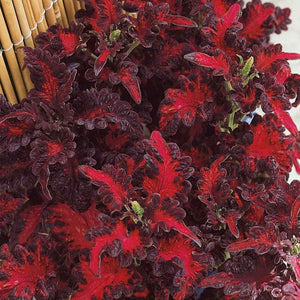 Flower Seeds, Seeds,Seeds For Planting,Plant Seeds