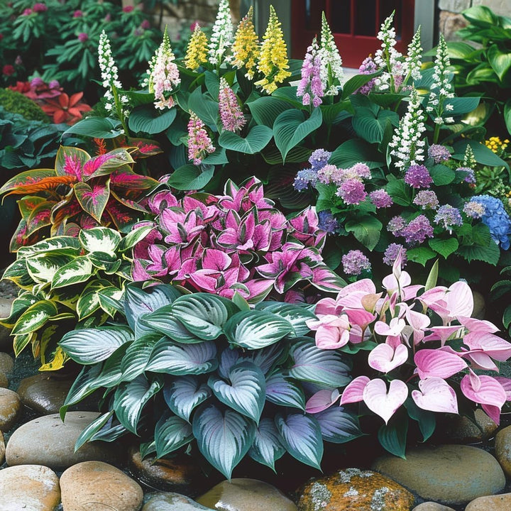 Hosta Jardin Flower Seeds for Planting – Heirloom, Non-GMO, Fragrant Blossoms, Organic Garden Seeds