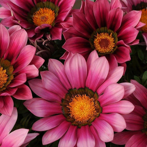 Flower Seeds, Seeds,Seeds For Planting,Plant Seeds