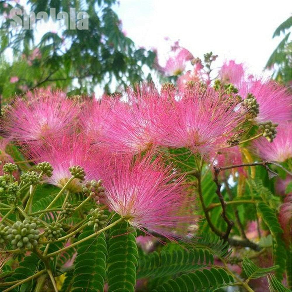 Flower Seeds, Seeds,Seeds For Planting,Plant Seeds