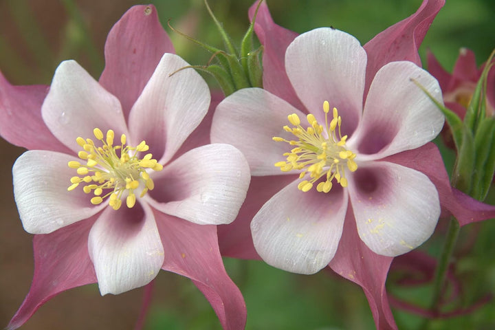 Flower Seeds, Seeds,Seeds For Planting,Plant Seeds