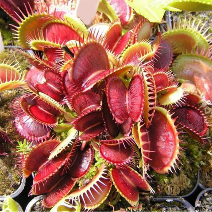 Flower Seeds, Seeds,Seeds For Planting,Plant Seeds