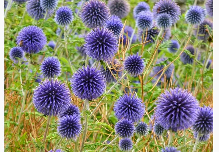 Echinops Ritro Flower Seeds for Planting | Heirloom, Non-GMO, High Germination Organic Garden Seeds for Drought-Tolerant Blooms