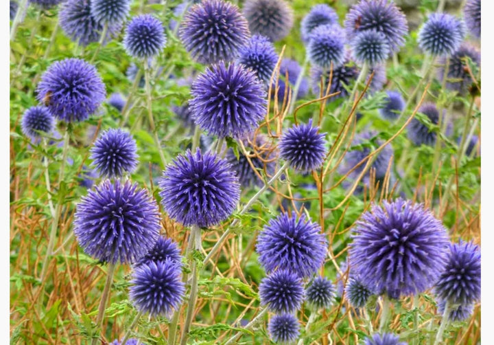 Blue Echinops Ritro Plant Seeds for Planting – Hardy Globe Thistle Flowers