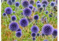 Echinops Ritro Flower Seeds for Planting – Heirloom, Non-GMO, High Germination Organic Garden Seeds