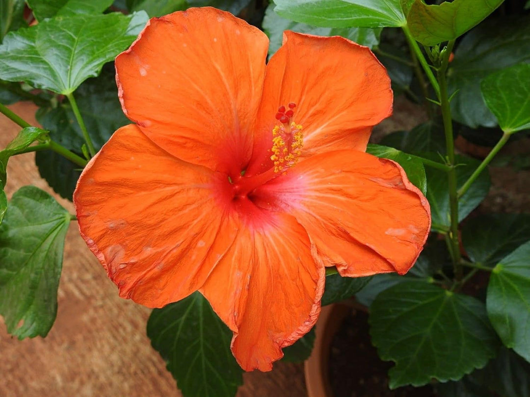 Flower Seeds, Seeds,Seeds For Planting,Plant Seeds