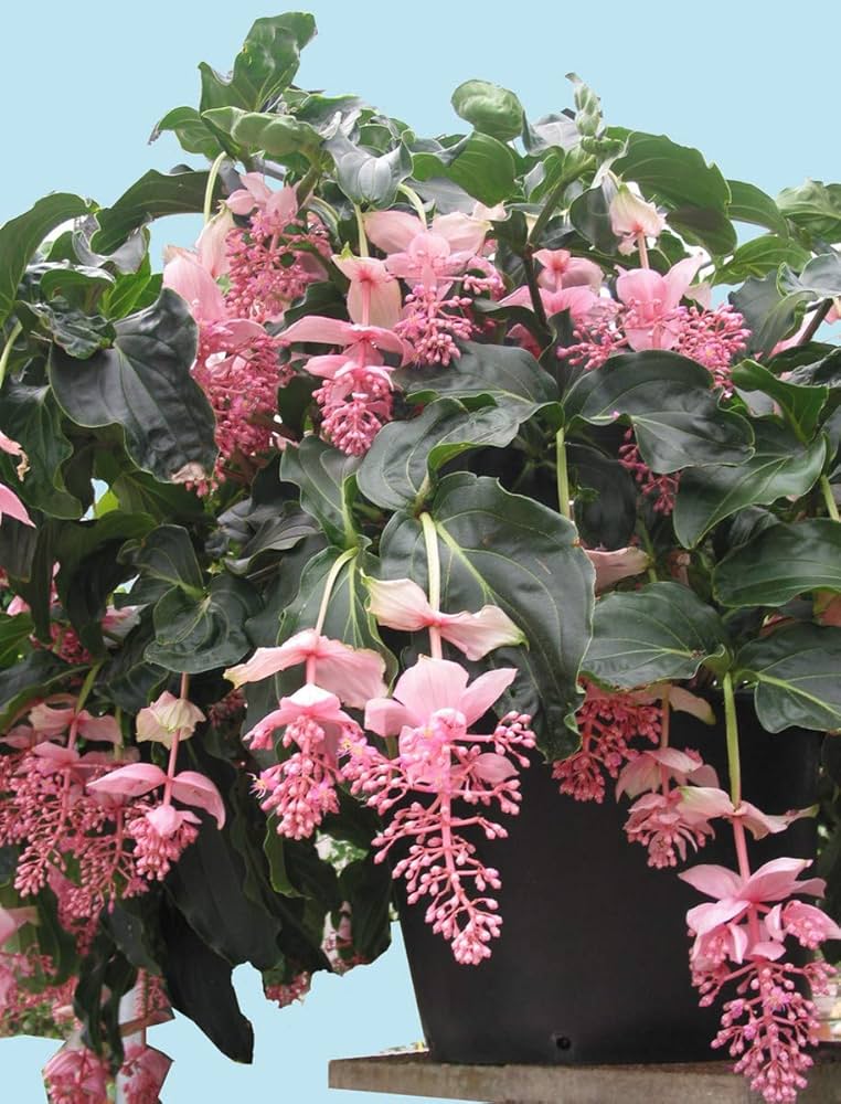 Flower Seeds, Seeds,Seeds For Planting,Plant Seeds