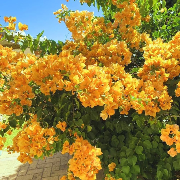 Dark Yellow Bougainvillea Flower Seeds for Planting – Drought Tolerant, Heirloom & Non-GMO Seeds for Home Garden