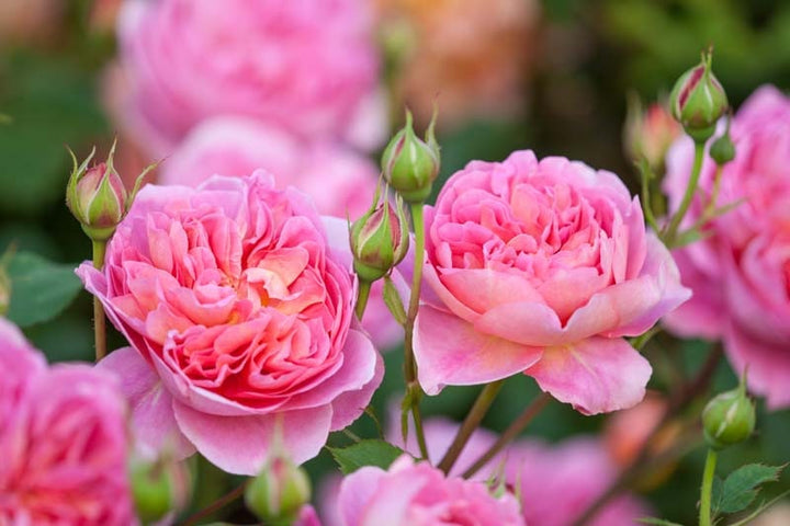 Rosa Flower Seeds for Planting – Heirloom, Non-GMO, High Germination Organic Garden Seeds