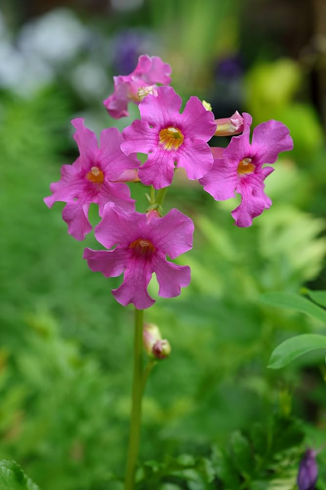 Incarvillea Delavayi Plant Seeds for Planting – Hardy Trumpet Flower Perennial