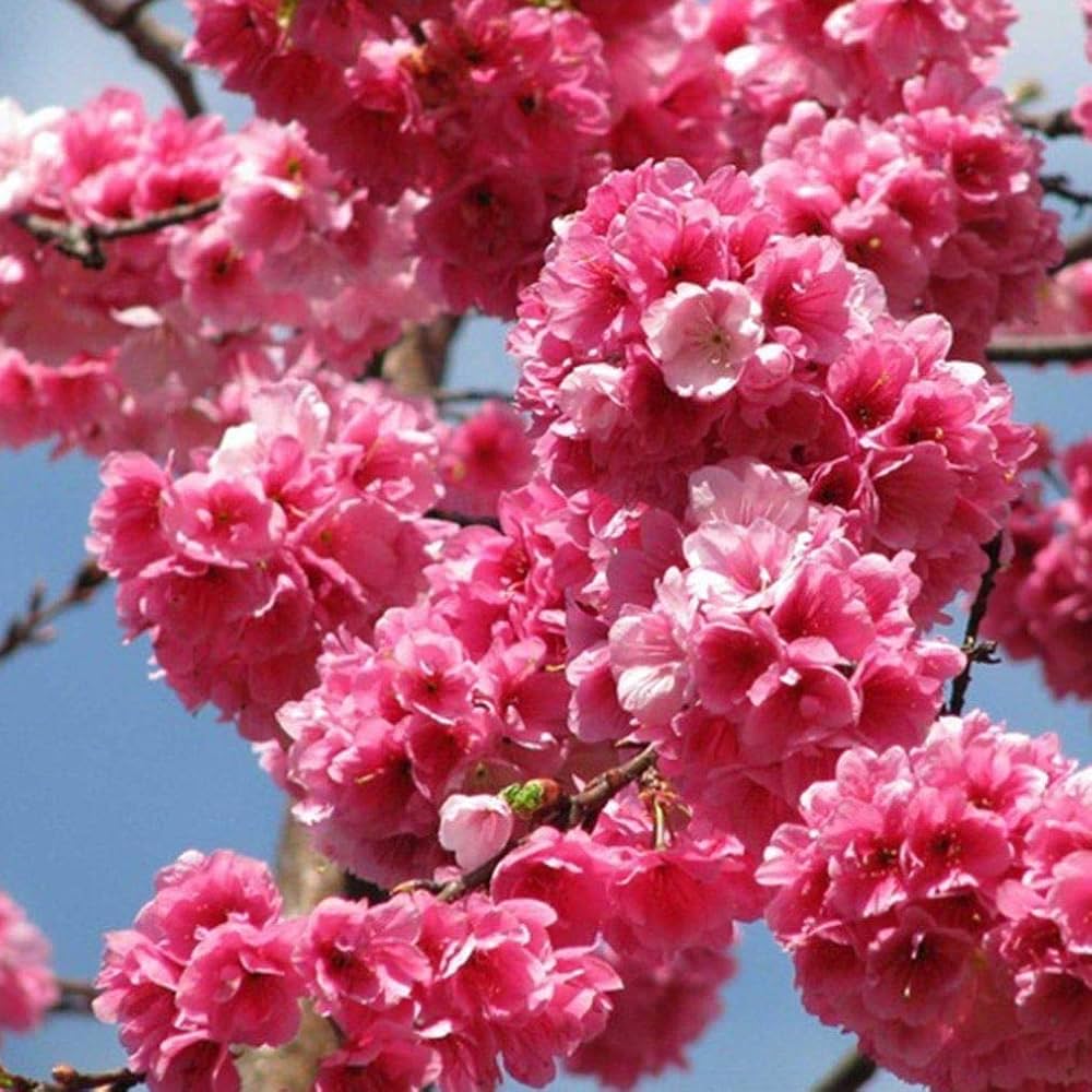 Flower Seeds, Seeds,Seeds For Planting,Plant Seeds