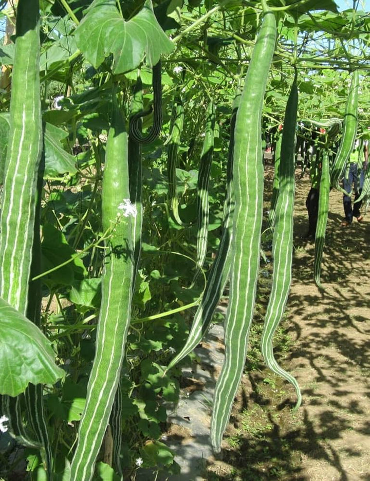 Trichosanthes Cucumerina Seeds – Heirloom Non-GMO Edible Snake Gourd Vegetable Seeds for Planting, Organic Garden Seeds