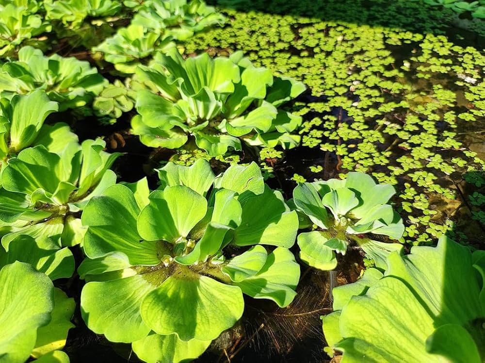 Water Lettuce Seeds for Planting – Heirloom Non-GMO Aquatic Floating Plants – Organic Garden Seeds, High Germination