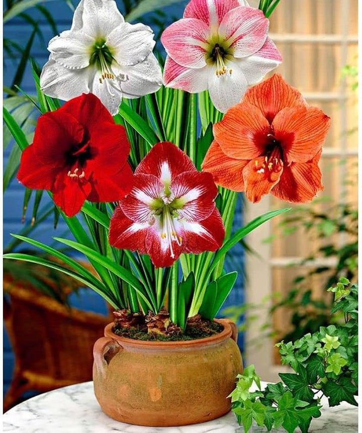 Mixed Colour Amaryllis Flower Seeds for Planting – Heirloom, Non-GMO, High Germination Seeds