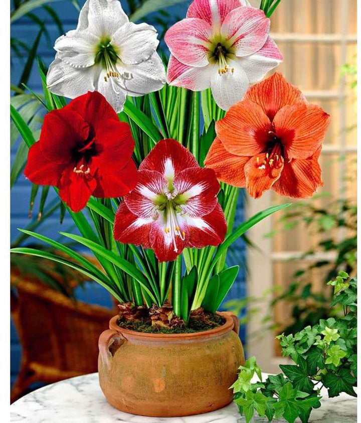 Mixed Amaryllis Flower seeds for Planting - Fragrant Blossoms, Heirloom &amp; GMO Free Seeds for Home Garden, Non-GMO High Germination