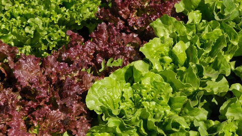 Vegetable Seeds,Garden seeds, Seeds For Planting,Plant Seeds