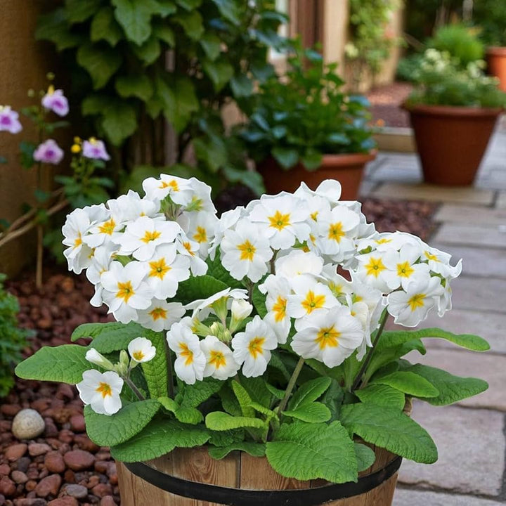 Green White Primrose Flower Seeds for Planting – Heirloom Non-GMO, High Germination Organic Garden Seeds
