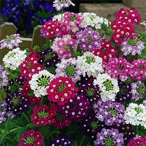 Flower Seeds, Seeds,Seeds For Planting,Plant Seeds