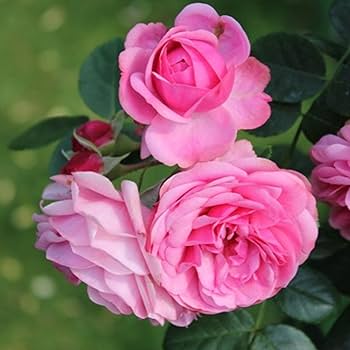 Rosa Flower Seeds for Planting – Heirloom, Non-GMO, High Germination Organic Garden Seeds