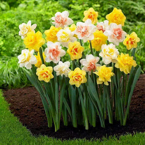 Flower Seeds, Seeds,Seeds For Planting,Plant Seeds