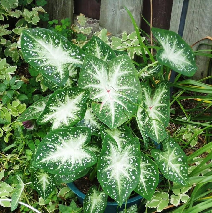 Green Thailand Caladium Flower Seeds for Planting – Heirloom, Non-GMO, High Germination Organic Garden Seeds