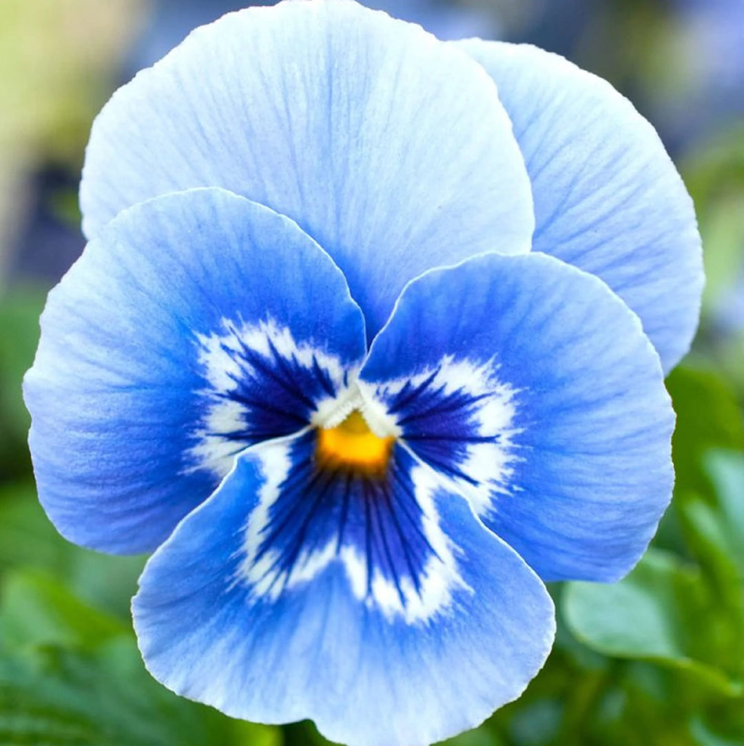 White Blue Pansy Flower Seeds for Planting – Heirloom, Non-GMO, Shade Tolerant High Germination Seeds