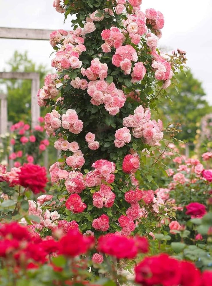 Mixed Color Home Garden Rose Flower Seeds for Planting – Heirloom, Non-GMO, Low Maintenance, High Germination