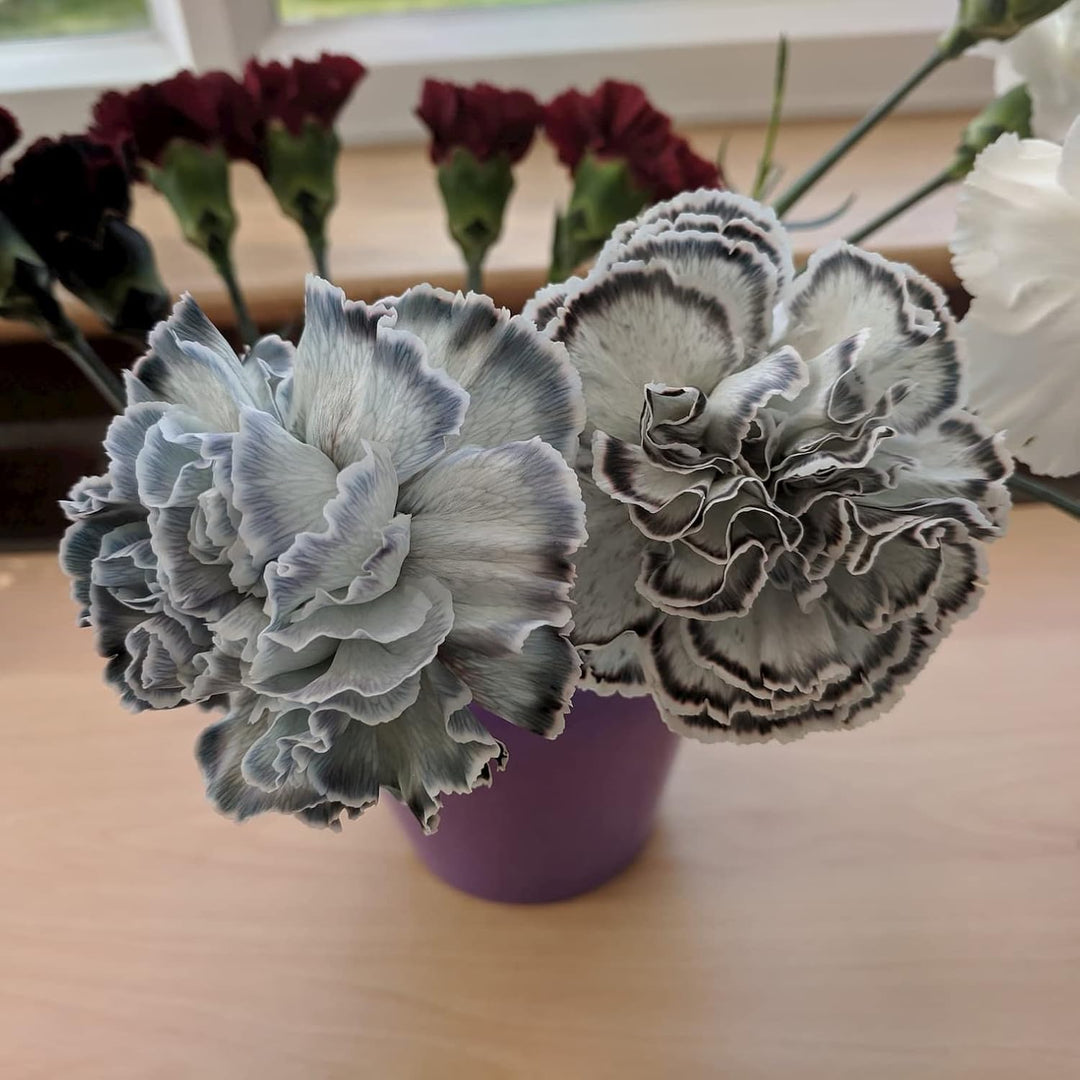 Flower Seeds, Seeds,Seeds For Planting,Plant Seeds