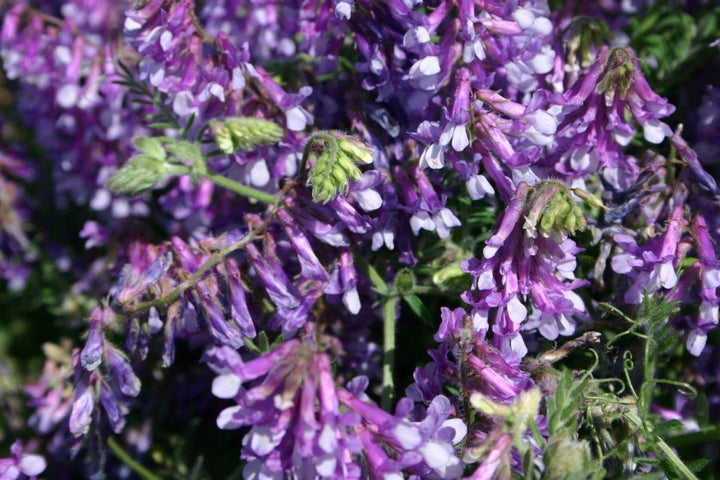 Flower Seeds, Seeds,Seeds For Planting,Plant Seeds