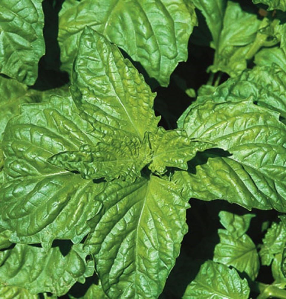 Napoletano Basil Herb Seeds – Heirloom, Non-GMO Easy Care Seeds for Garden Planting