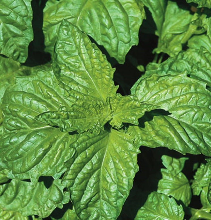 Napoletano Basil Herb Seeds – Heirloom, Non-GMO Easy Care Seeds for Garden Planting